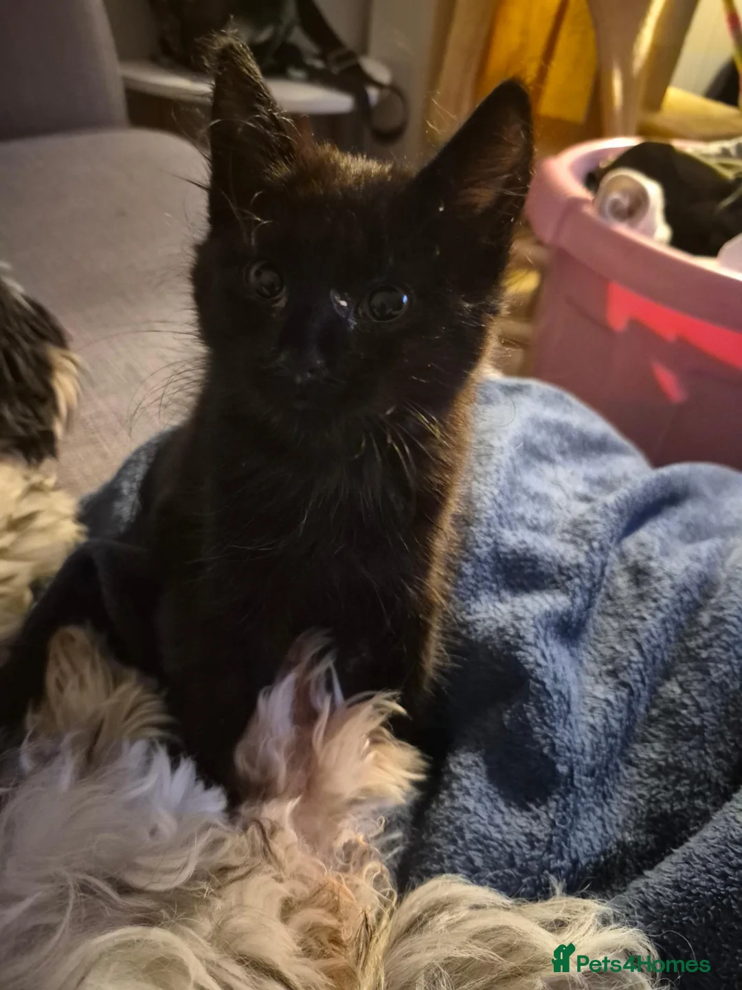 Mixed Breed cats for sale: Kittens for sale - Advert 2