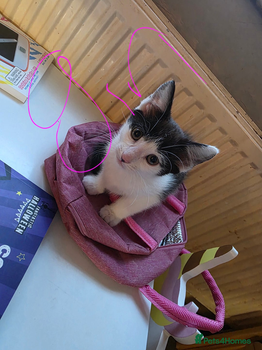 Mixed Breed cats for sale: 3 kittens looking for loving home - Image 2