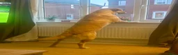 Goldador dogs for sale: 5 year old Goldador  in Derby - Advert 12