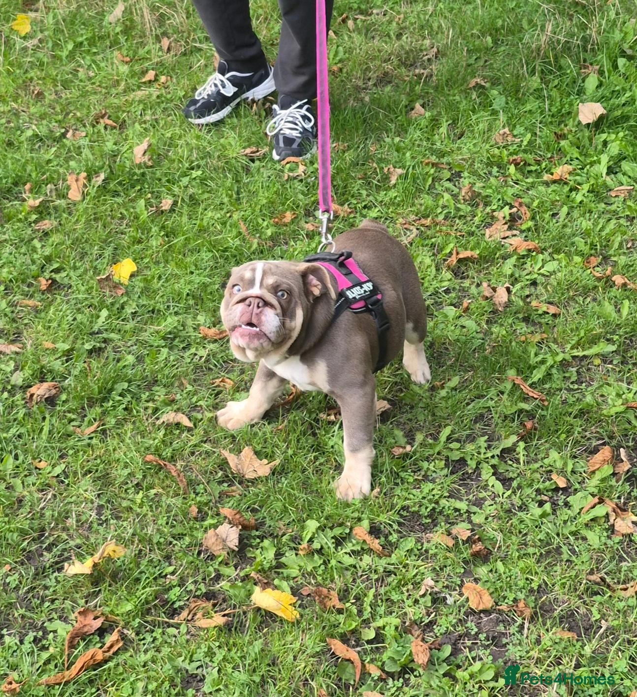 English Bulldog dogs Sweet Lilac Tri Bulldog - Advert 1