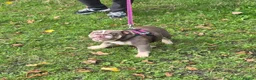 English Bulldog dogs for sale: Sweet Lilac Tri Bulldog - Advert 1