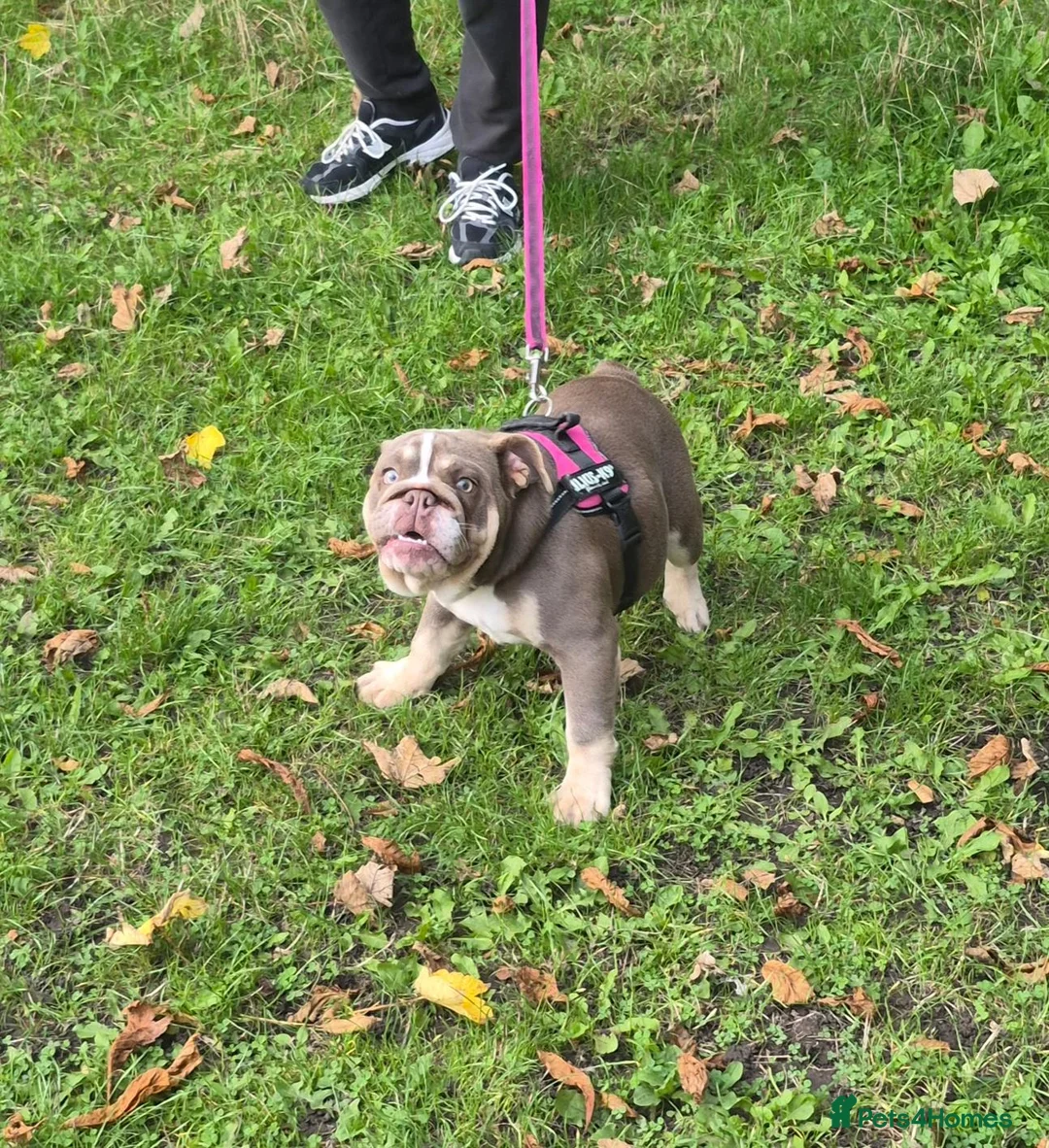English Bulldog dogs for sale: Sweet Lilac Tri Bulldog - Advert 1