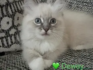 Ragdoll cats GCCF Registered - 1 Blue Tabby boy remaining - Advert 6