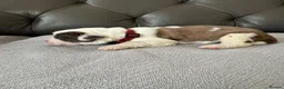 Mixed Breed dogs for sale: 🐾 Beautiful Cane Corso × St Bernard Puppies 🐾 - Advert 5