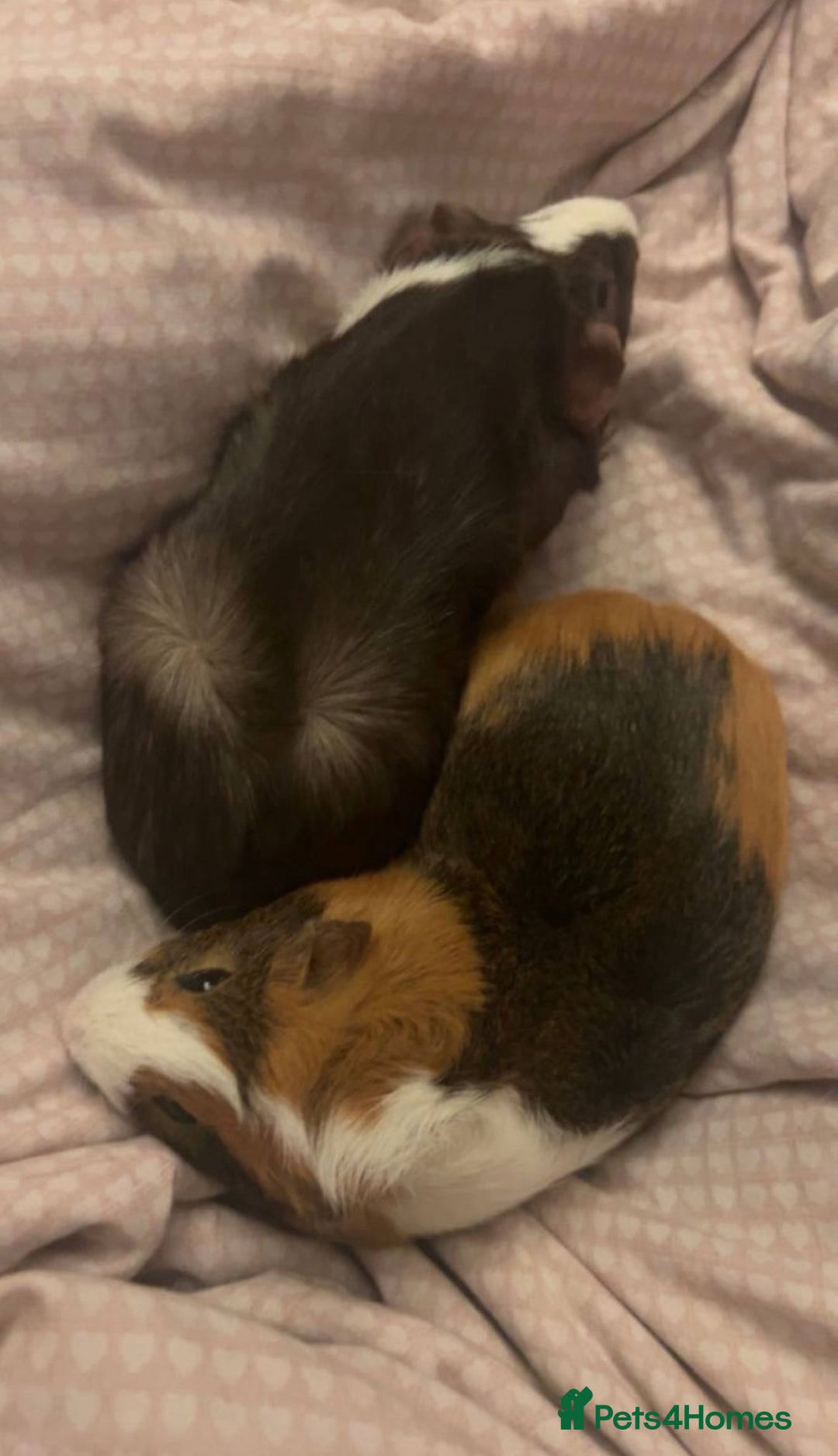 Guinea Pig rodents for sale: Two Male Guinea Pigs - Advert 1