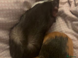 Guinea Pig rodents Two Male Guinea Pigs - Advert 13