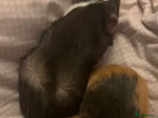 Guinea Pig rodents Two Male Guinea Pigs - Advert 9