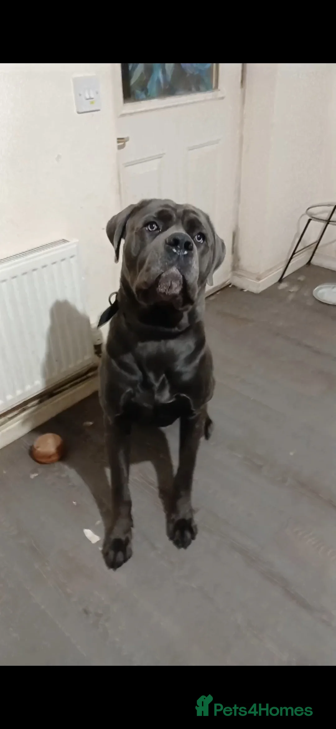 Cane Corso dogs for sale: Pure bred blue cane corso puppies for sale  - Advert 23