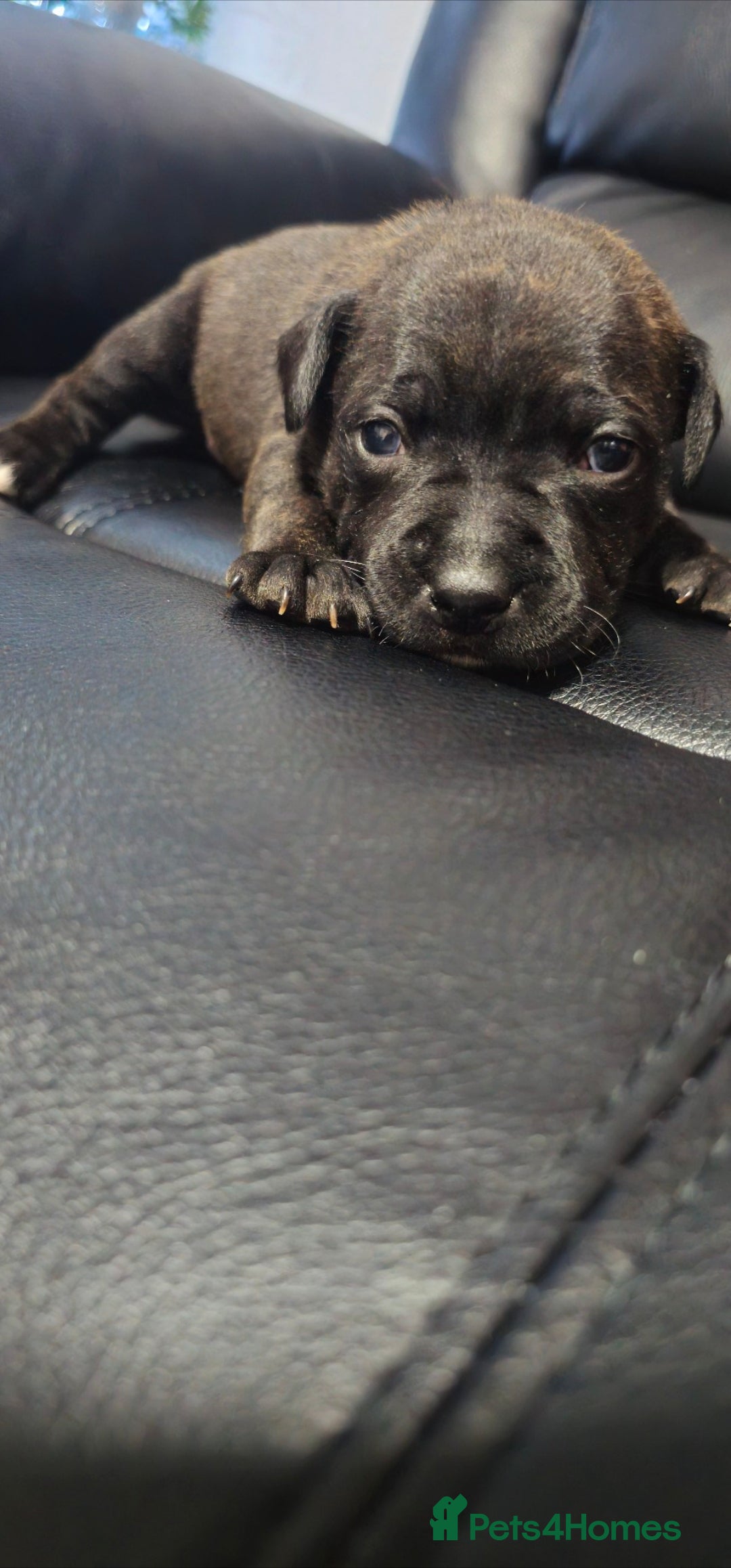 Staffordshire Bull Terrier dogs for sale: Staffordshire bull terrier  - Advert 12