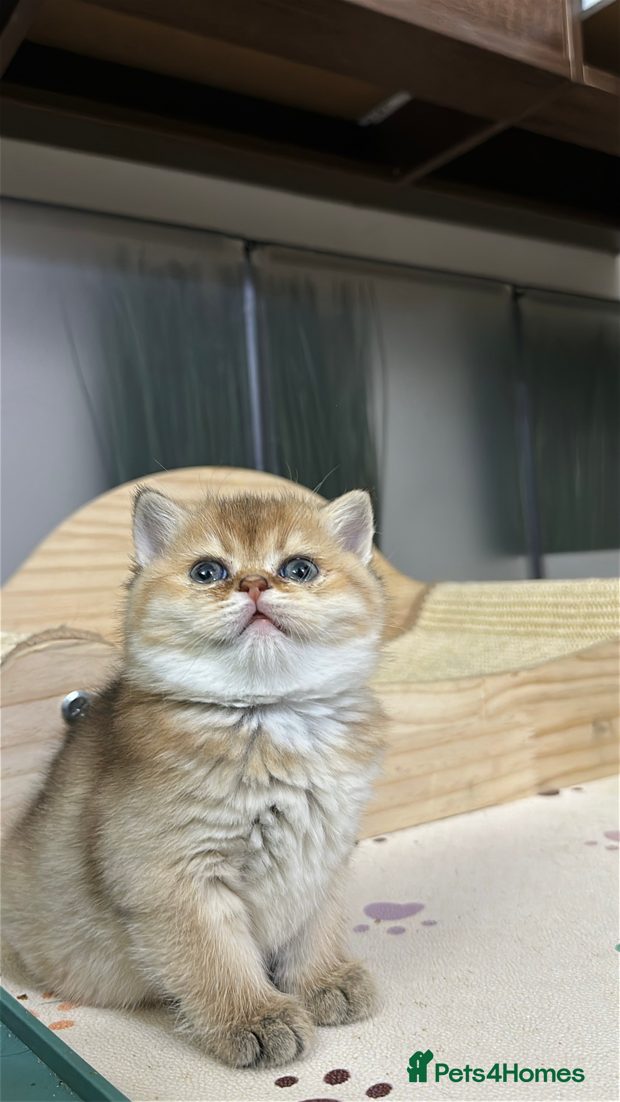 Scottish Fold cats Adorable Scottish Kittens – Raised with Love - Advert 13