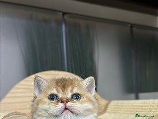 Scottish Fold cats Adorable Scottish Kittens – Raised with Love - Advert 13