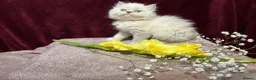 Persian cats for sale: 3 CHEEKY COLOURPOINT PERSIAN BOYS (READY FRI 17TH) - Advert 6