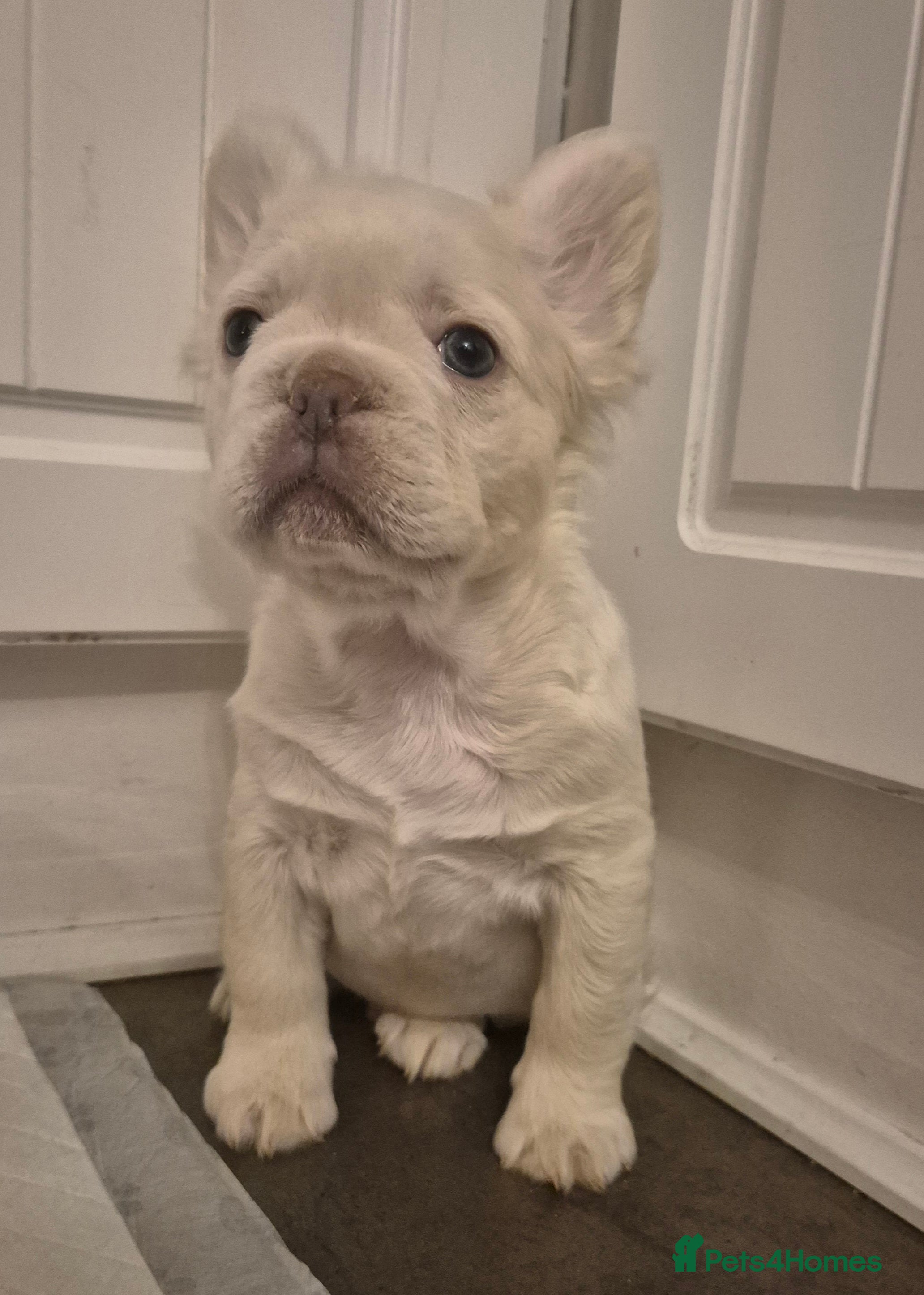 French Bulldog dogs Kc registered fluffy French Bulldog  - Advert 2