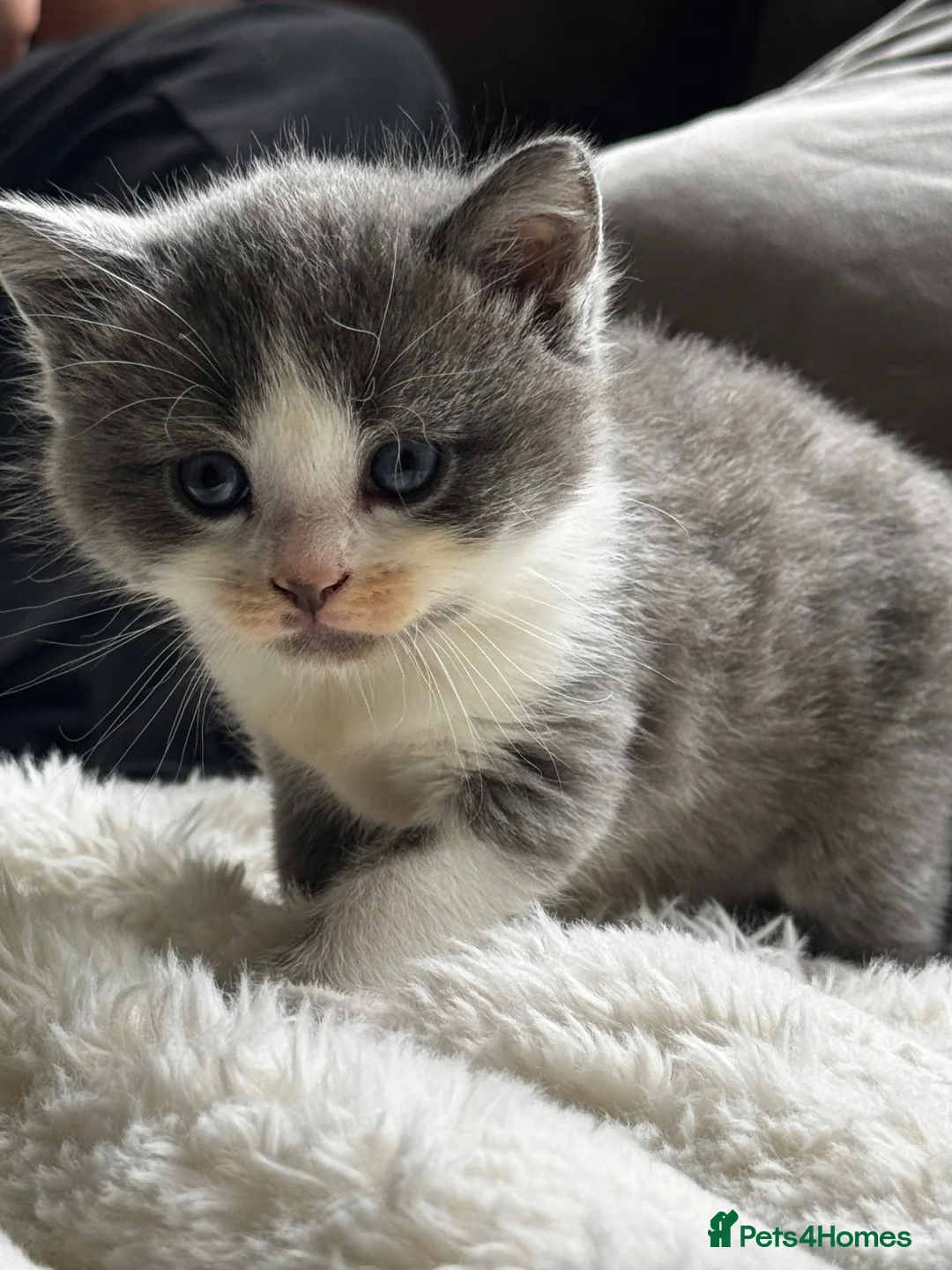 Mixed Breed cats for sale: Kittens for sale  - Advert 8