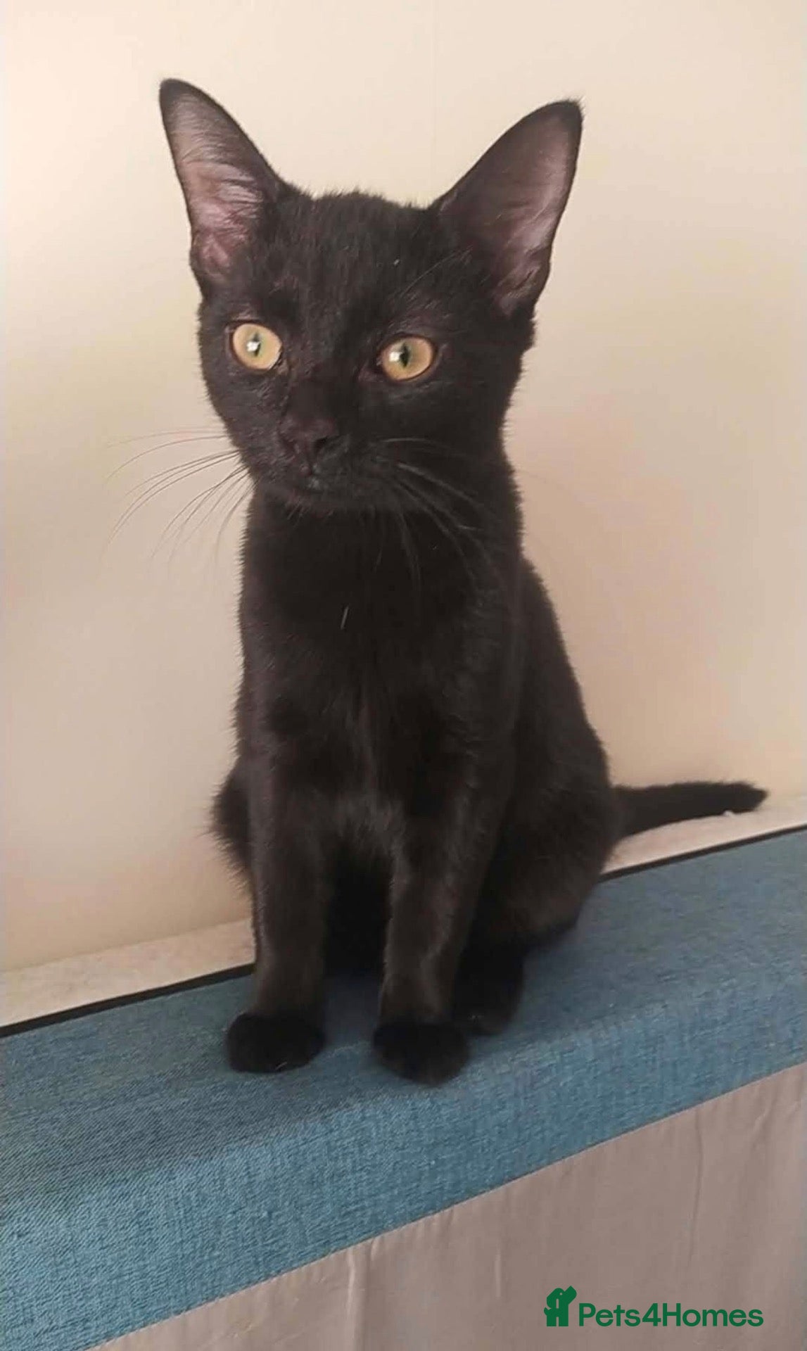 Bombay cats Male kitten  - Advert 13