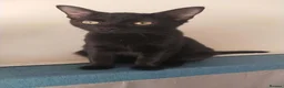 Bombay cats for sale: Male kitten  - Advert 1