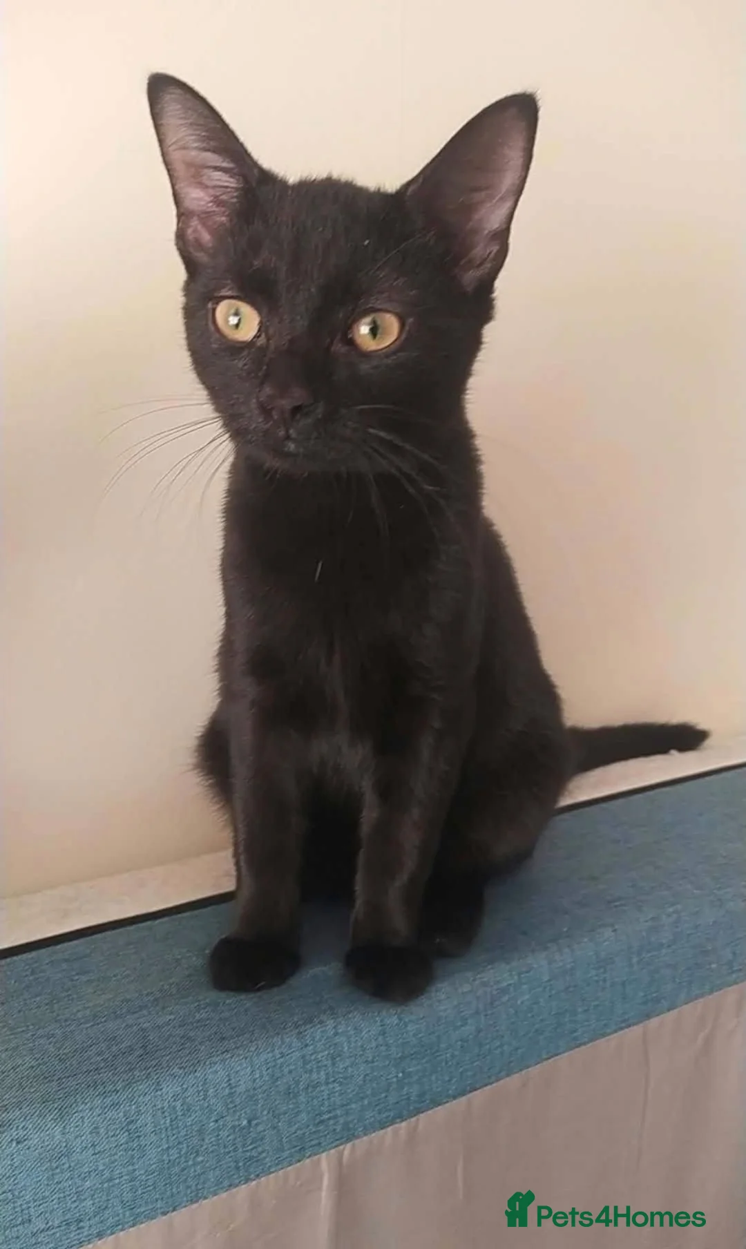 Bombay cats for sale: Male kitten  - Advert 1