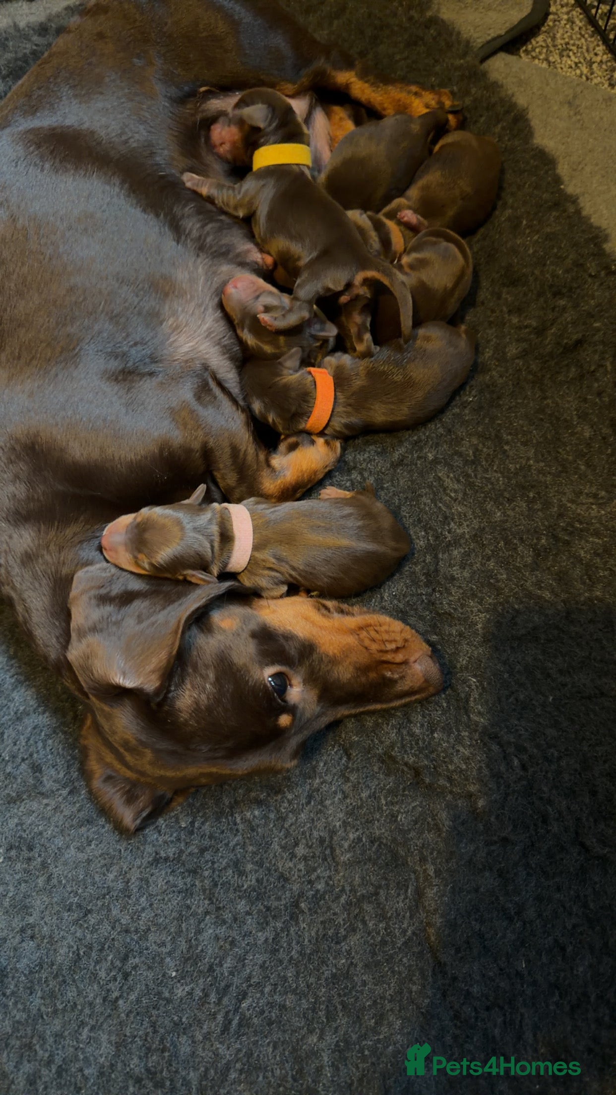 Miniature Dachshund dogs Chocolate & tan miniature dachshunds  - Advert 1