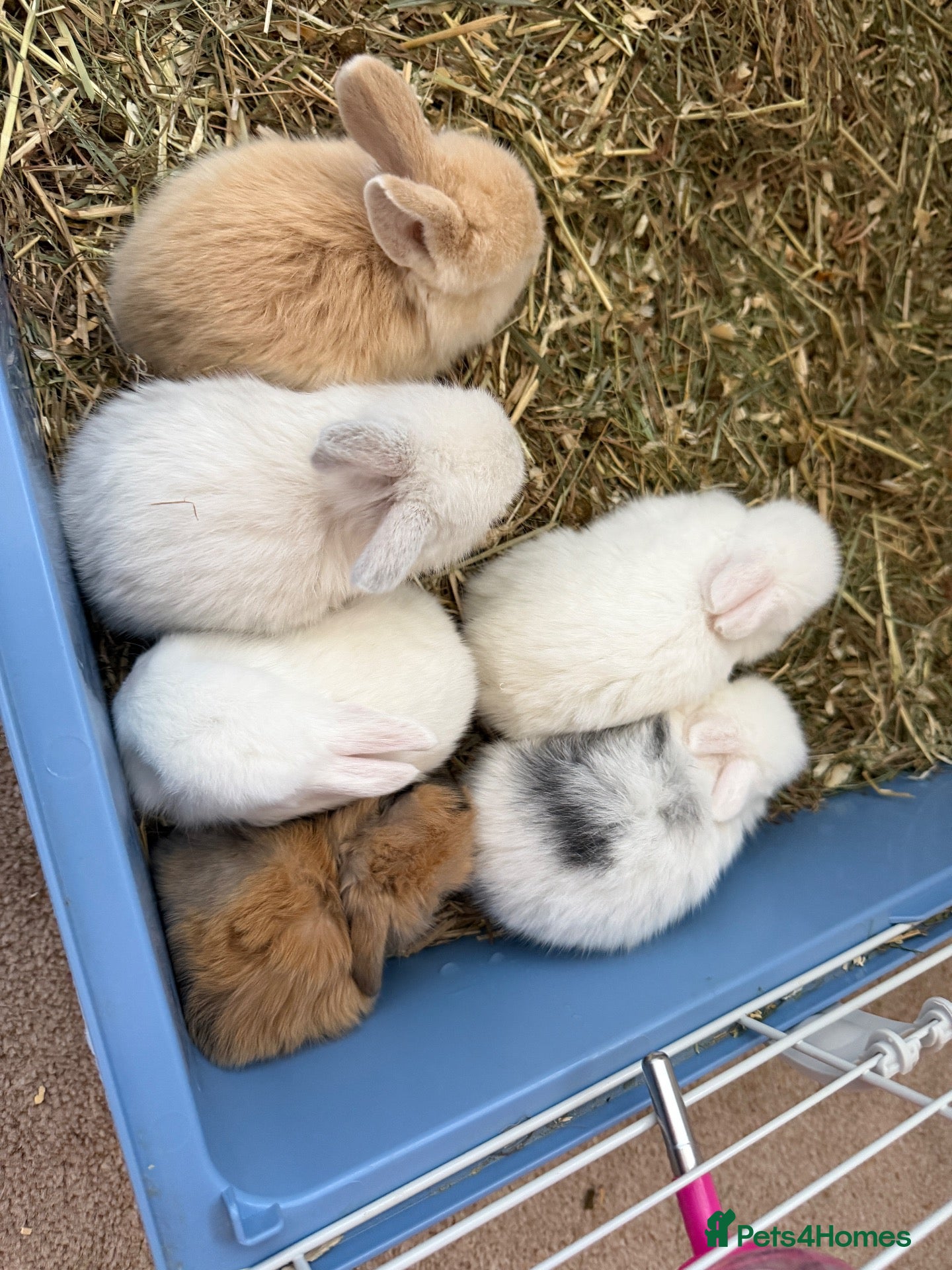 Mini Lop rabbits Mini Lop Rabbits  - Advert 1