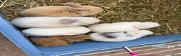 Mini Lop rabbits for sale: Mini Lop Rabbits  in Cottingham - Advert 1