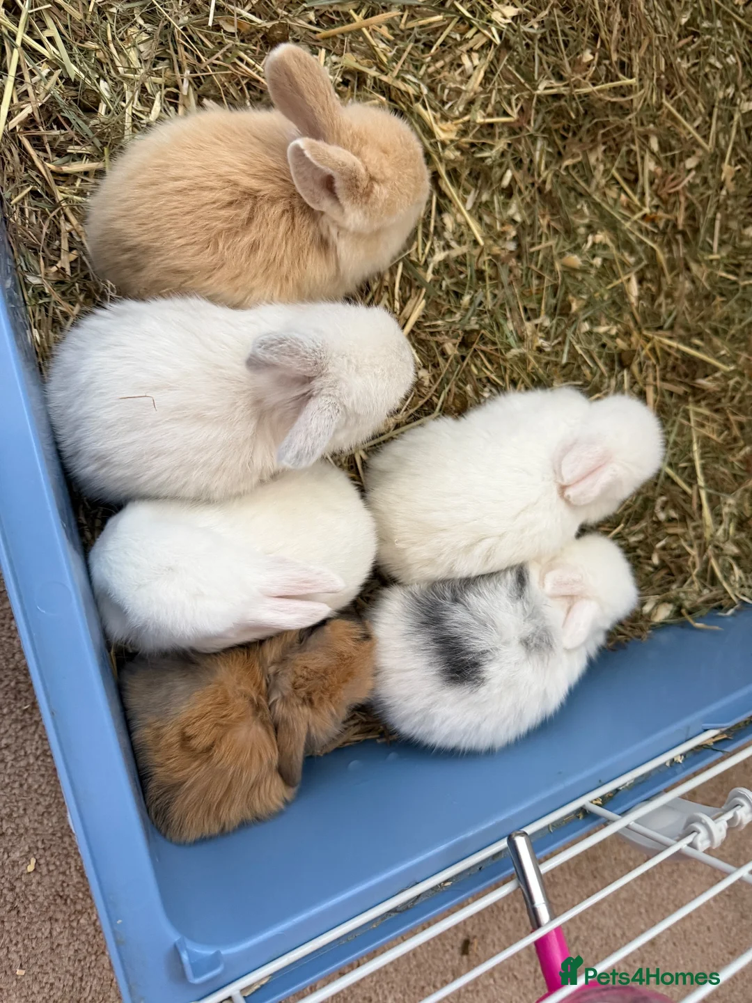 Mini Lop rabbits for sale: Mini Lop Rabbits  in Cottingham - Advert 1