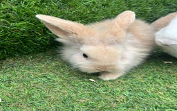 Lionhead rabbits for sale: Lionhead bunnies  - Image 8