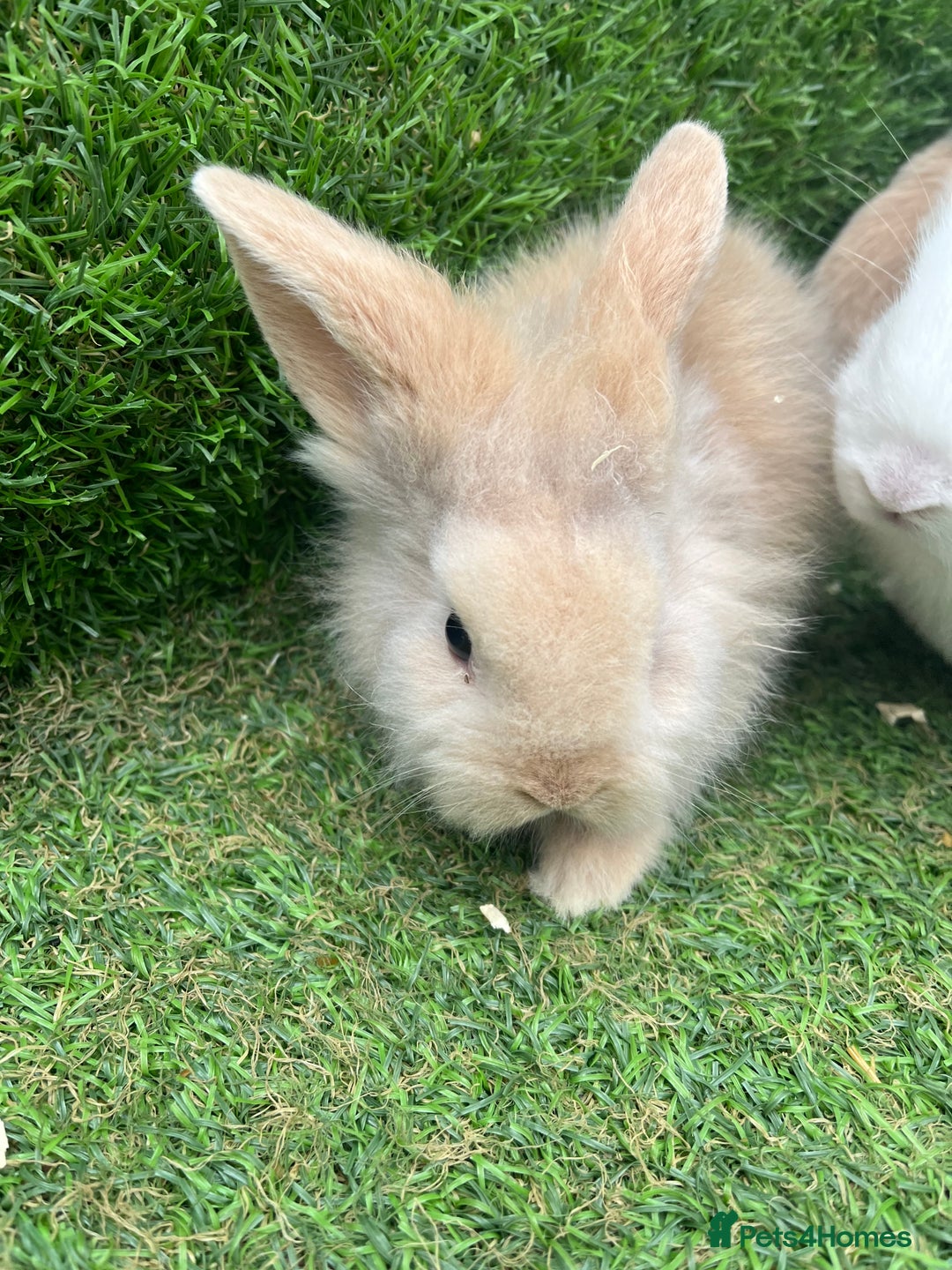 Lionhead rabbits for sale: Lionhead bunnies  - Image 8