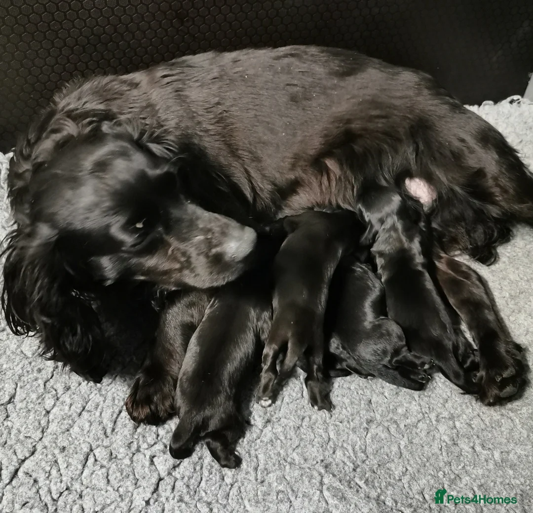 Cocker Spaniel dogs for sale: Black Cocker Spaniel Pups  - Advert 2