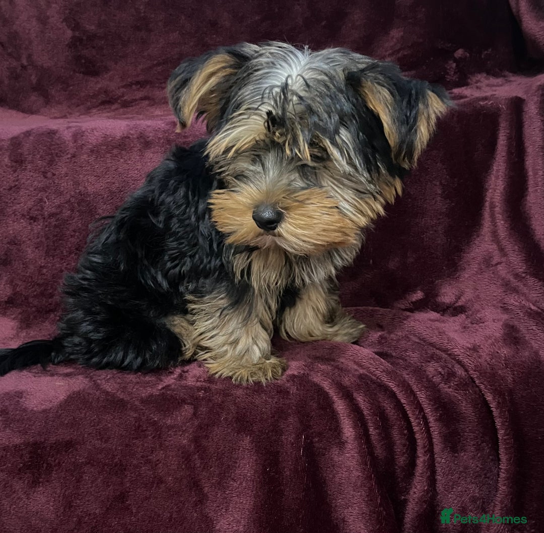 Yorkshire Terrier dogs for sale: Gorgeous little Yorkshire Terrier puppy  - Advert 2