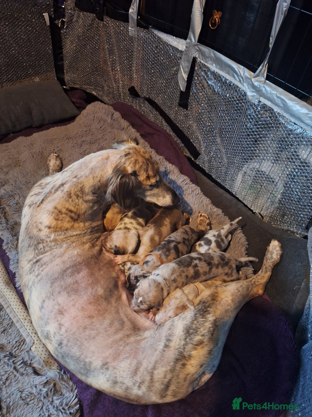 Lurcher dogs for sale: Saluki Lurcher  - Image 20