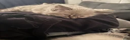 Mixed Breed cats for sale: Kittens for sale and ready for their forever home  - Advert 2