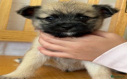 Pomchi dogs for sale: Dollys beautiful puppies - Image 6