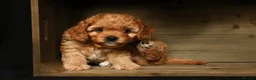 Cavapoo dogs for sale: cavapoo puppies for Sale X3 Girls  in Lincoln - Advert 29
