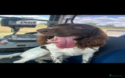 English Springer Spaniel dogs for sale: Stunning English springer spaniels for Sale - Image 14