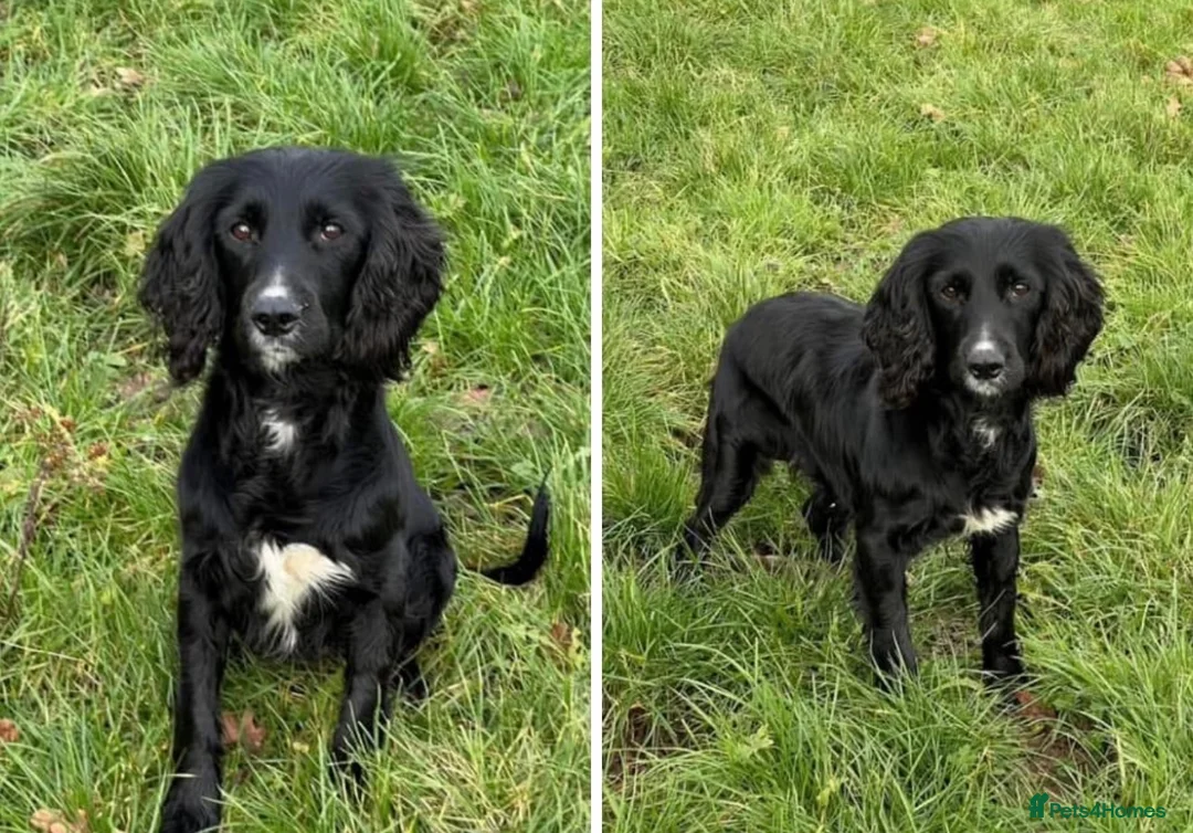 Sprocker dogs for sale: 6 beautiful sprocker puppies - Advert 14