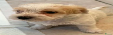Bichon Frise 2