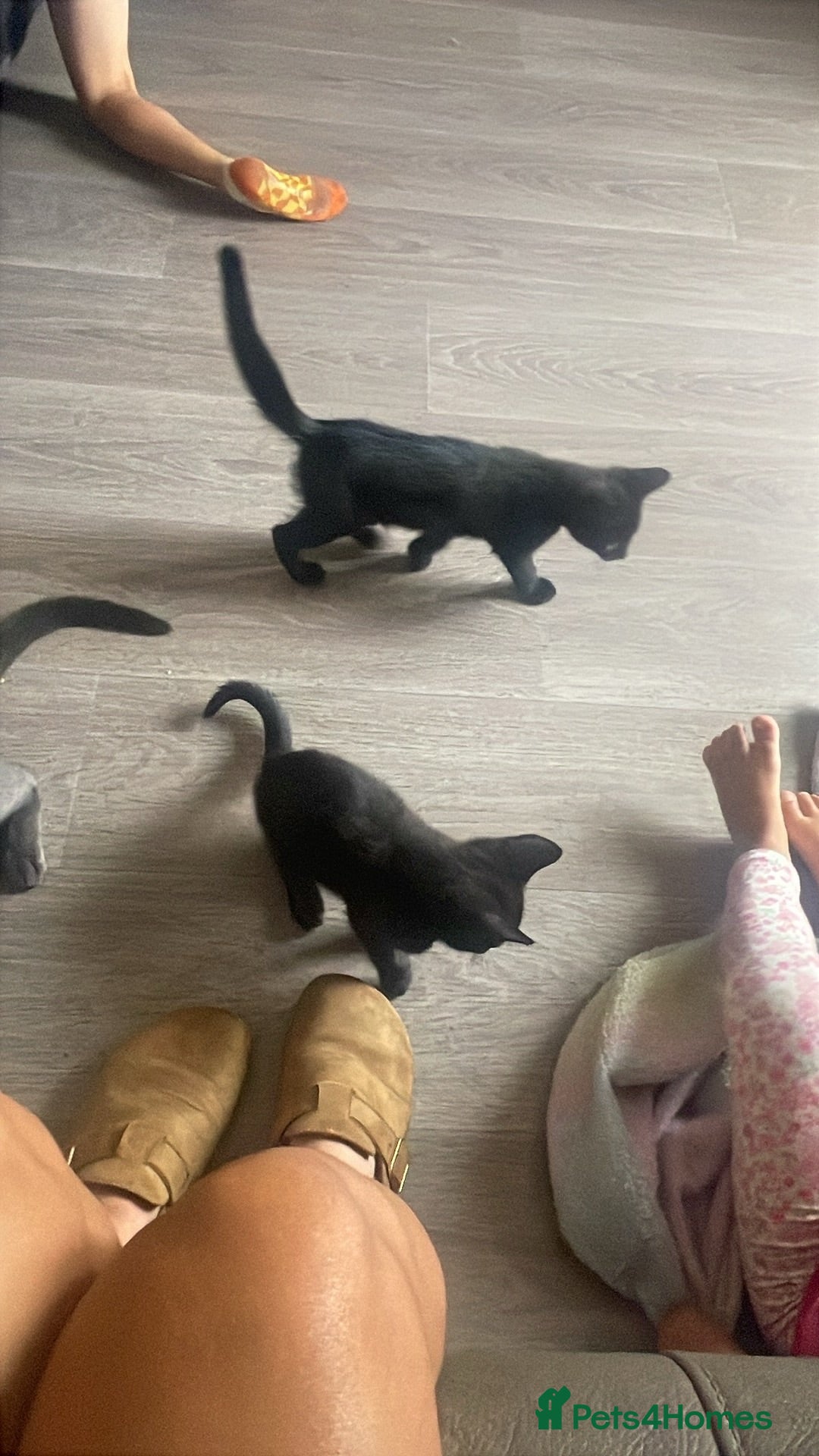 Mixed Breed cats Black female kittens - Advert 1