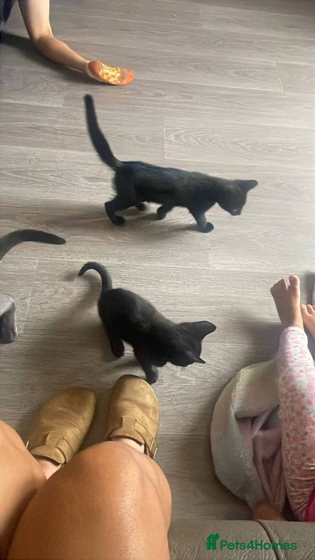 Mixed Breed cats for sale: Black female kittens - Advert 1
