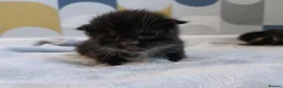 British Shorthair cats for sale: 5 beautiful kittens distinctive markings - Advert 24