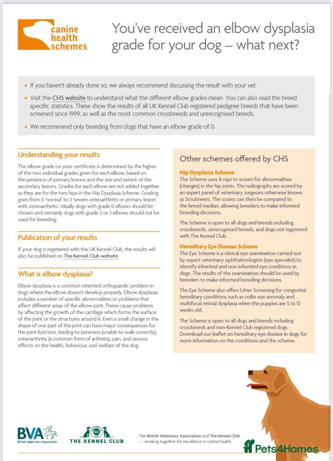 Labrador Retriever dogs for sale: Plump little Red Labrador Puppies! - Image 7