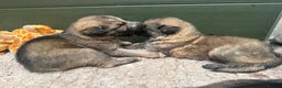 German Shepherd dogs for sale: Super Special Unique German Shepard Puppies  - Advert 14