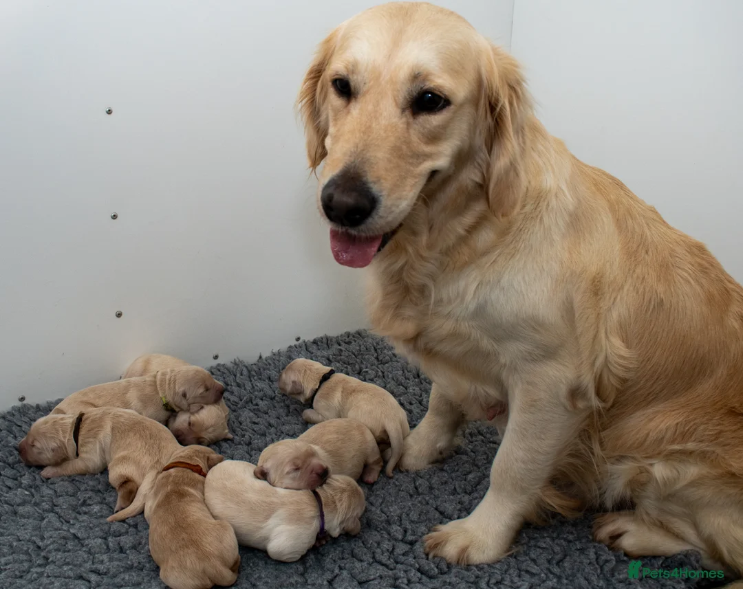 Mini Goldendoodle dogs for sale: Mini Goldendoodle Waiting List  - Advert 8