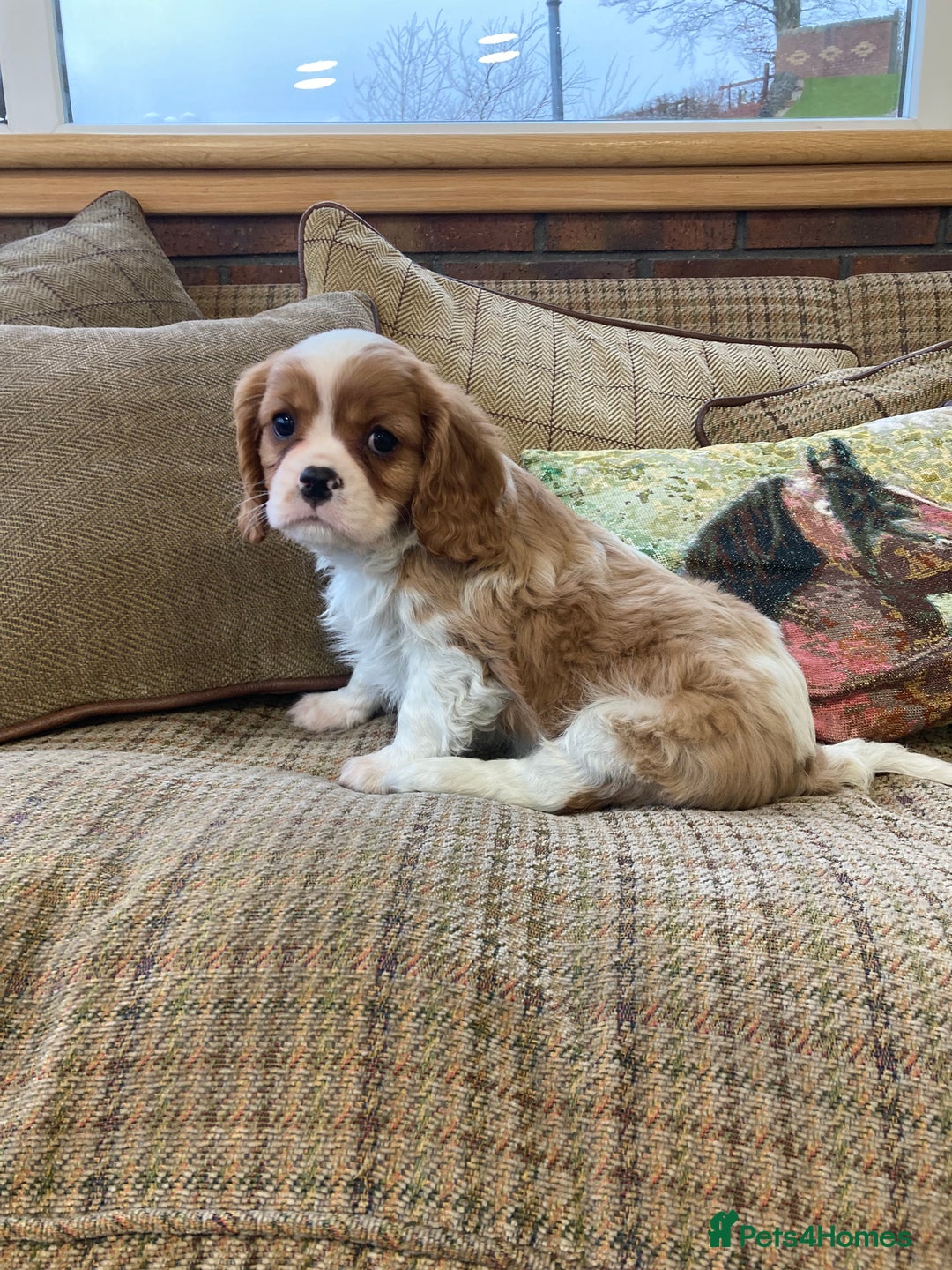 Cavalier King Charles Spaniel dogs for sale: Super tri/blenheim KC pups - health tested parents - Advert 1