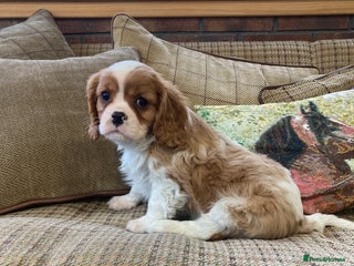Cavalier King Charles Spaniel dogs Super tri/blenheim KC pups - health tested parents - Advert 1