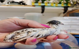 Quail poultry for sale: Quail (Button, King, Chinese Painted) - Image 2