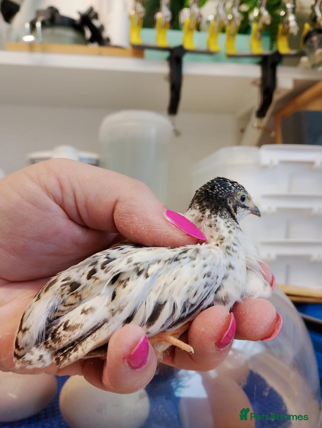 Quail poultry for sale: Quail (Button, King, Chinese Painted) - Image 2
