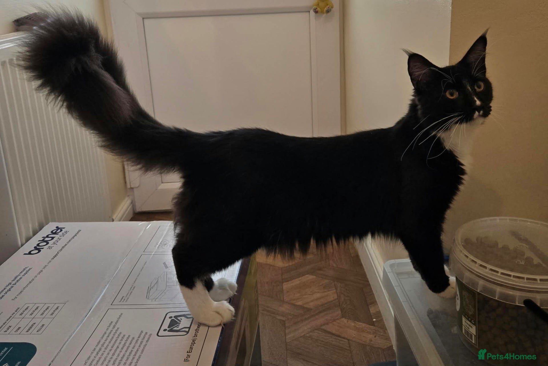 Maine Coon cats Fantastic TICA registered Maine Coon boy. - Advert 2