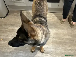 German Shepherd dogs German shepherd - Advert 1