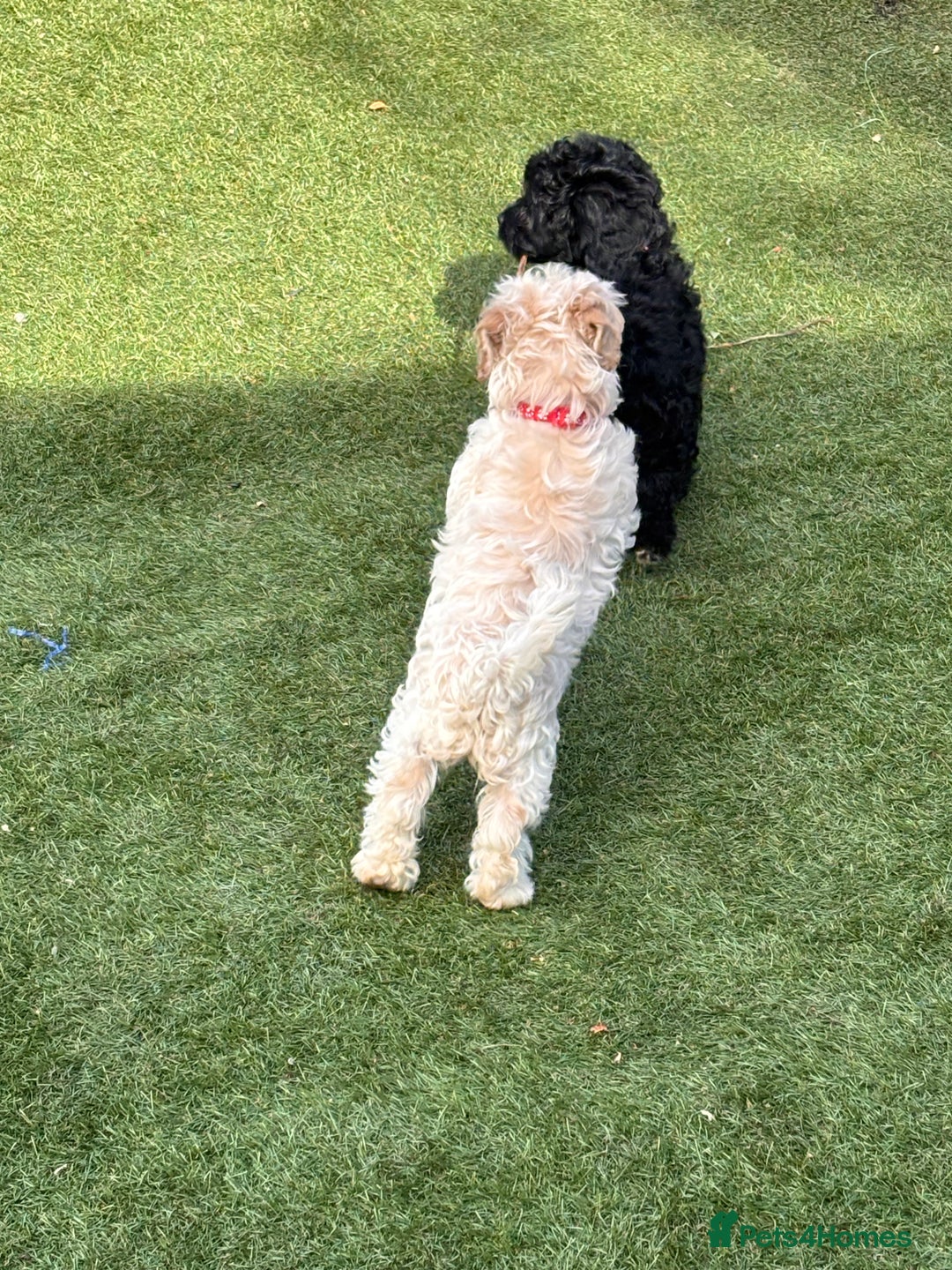 Cockapoo dogs for sale: 3 fluffy miniature cockpoo puppy’s  - Image 20