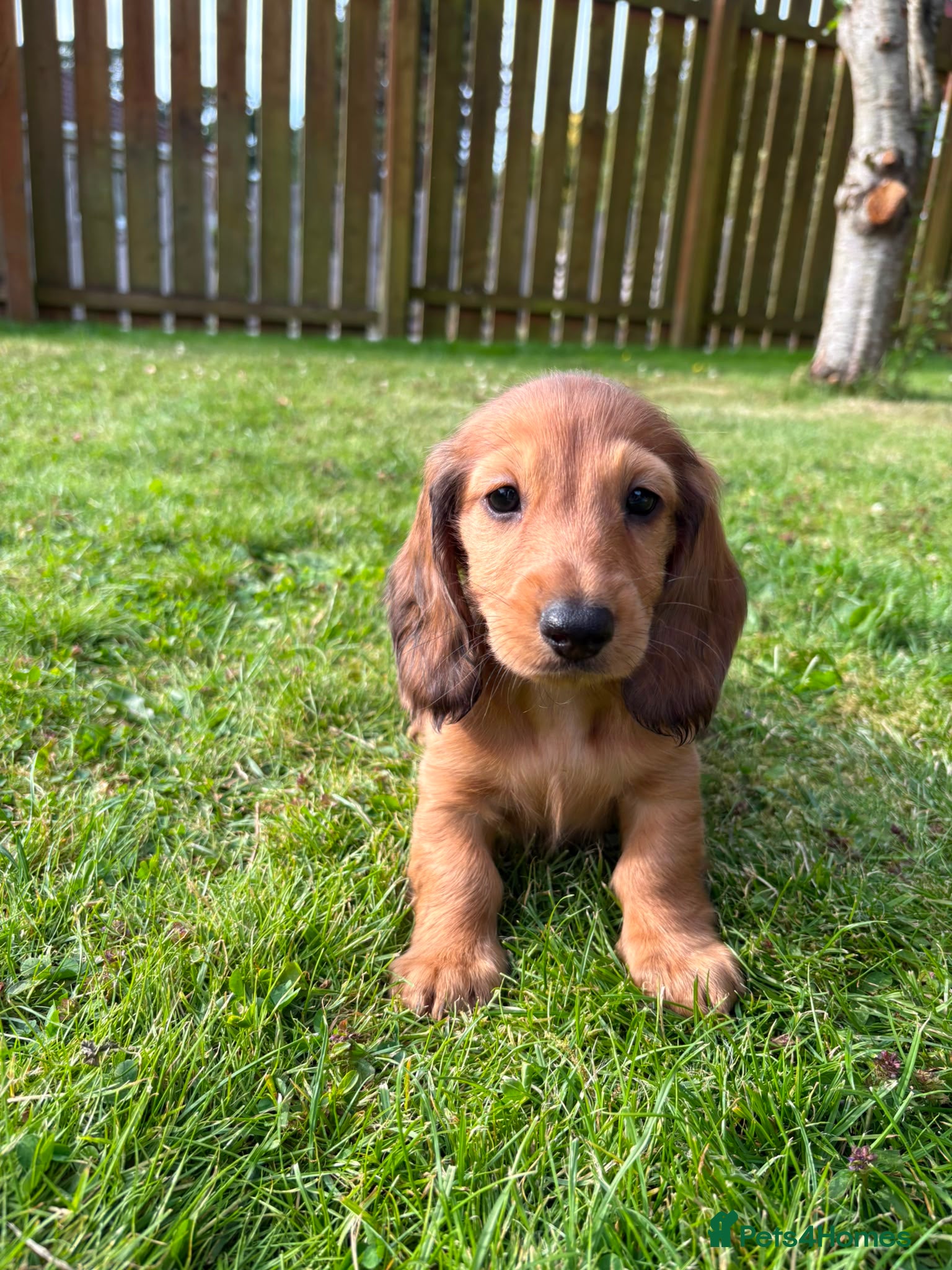 Dachshund dogs Standard Long Haired Dachshunds - Advert 2
